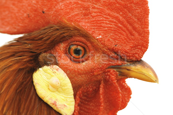 Primo piano gallo occhi colorato isolato bianco Foto d'archivio © taviphoto