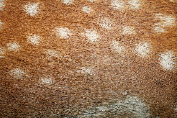 fallow deer spots on fur Stock photo © taviphoto