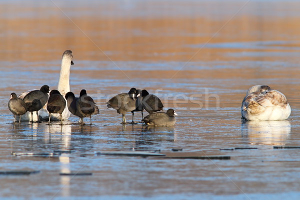 coots and swans on frozen waters Stock photo © taviphoto