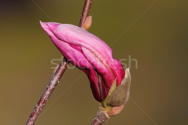 Frumos floare magnolie copac afara concentra Imagine de stoc © taviphoto