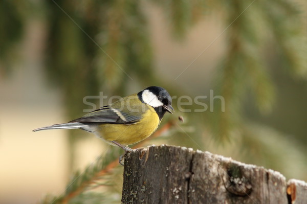 Vogeltje voedsel groot tit zaad snavel Stockfoto © taviphoto