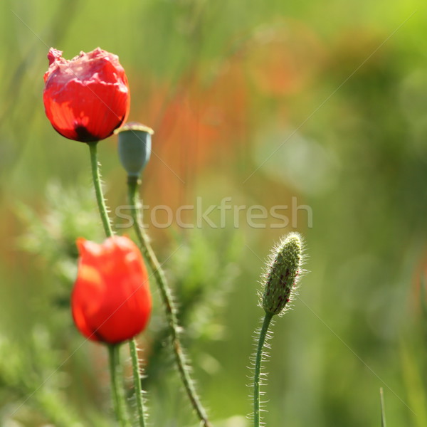 wild red poppy bud Stock photo © taviphoto
