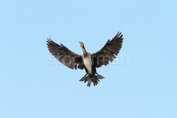 Stock photo: great cormorant spreading wings over blue sky
