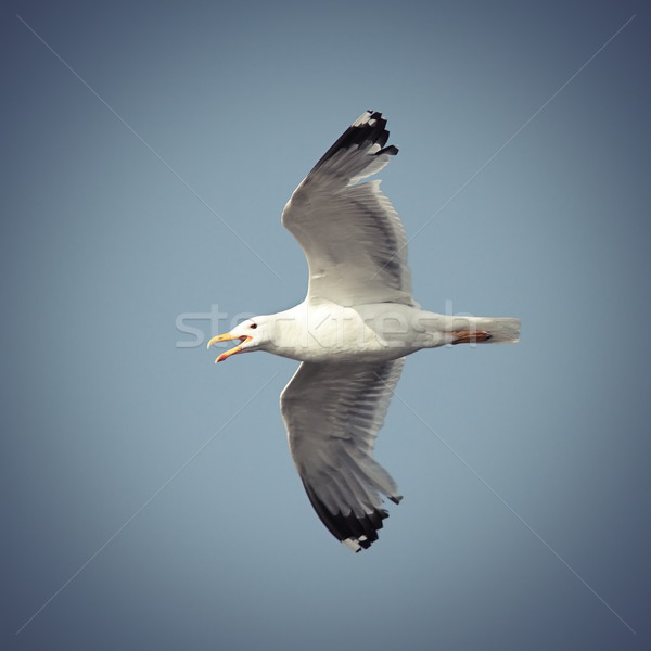 flying caspian gull Stock photo © taviphoto