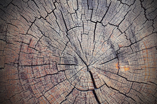 Stock foto: Textur · geschnitten · Fichte · Holz · alten · Baum