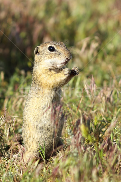 歐洲的 地面 松鼠 圖像 商業照片 © taviphoto