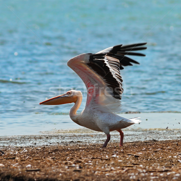 great white pelican taking off from the shore Stock photo © taviphoto