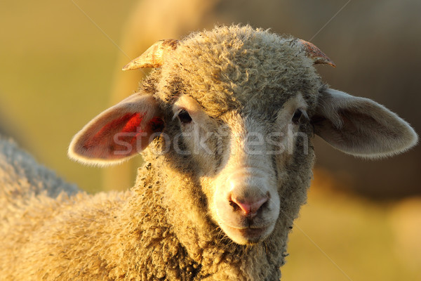 肖像 かわいい 子羊 好奇心の強い 見える カメラ ストックフォト © taviphoto