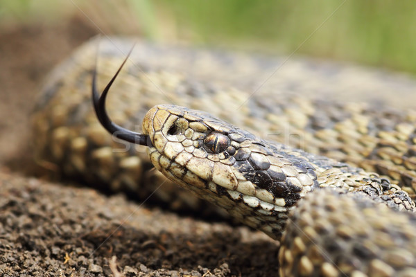 Macro portrait hongrois prairie serpent animaux Photo stock © taviphoto
