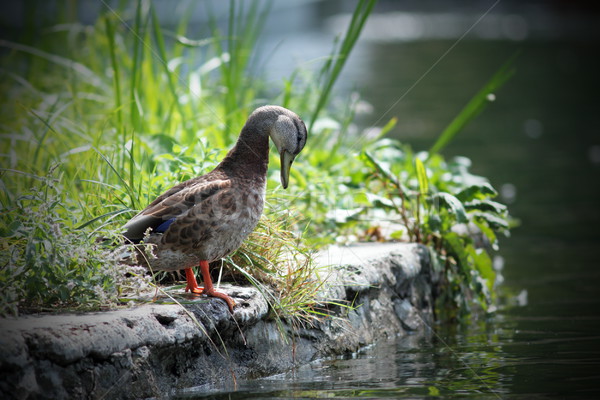 female mallard duck on the lake shore Stock photo © taviphoto