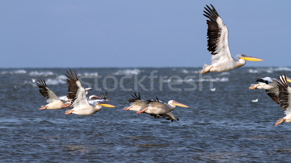 pelicans taking off in group Stock photo © taviphoto