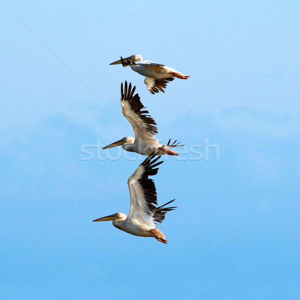 pelicans over beautiful blue sky Stock photo © taviphoto