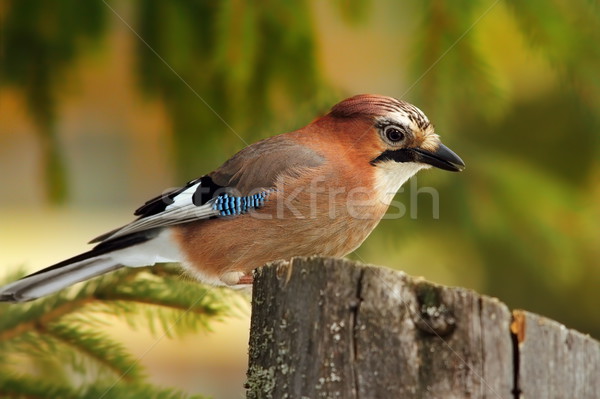 eurasian colorful jay Stock photo © taviphoto