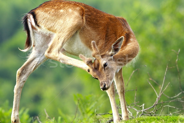 fallow deer scratching because of flies and ticks Stock photo © taviphoto