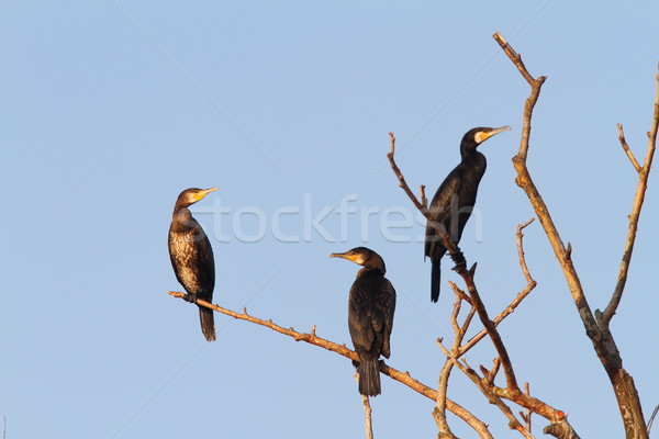 Stock photo: great cormorants on dead tree