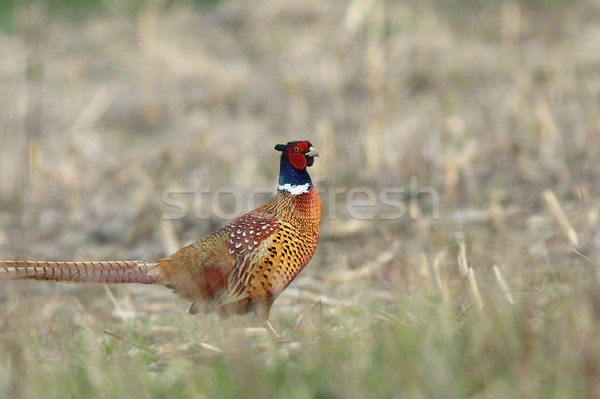 male common pheasant in the field Stock photo © taviphoto