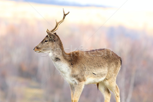 young fallow deer stag Stock photo © taviphoto