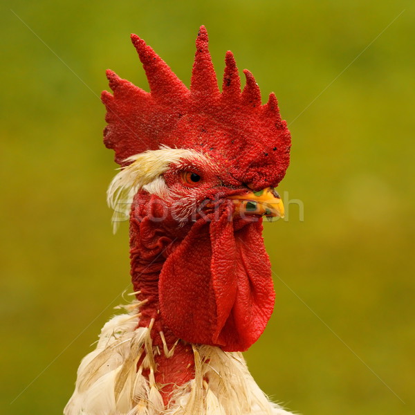 Stock photo: portrait of proud rooster