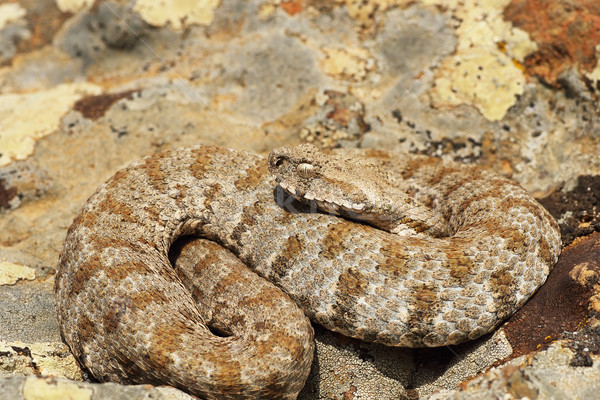 Milos viper, full length wild animal Stock photo © taviphoto