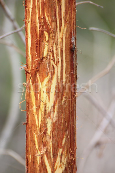 willow bark eaten by deers Stock photo © taviphoto