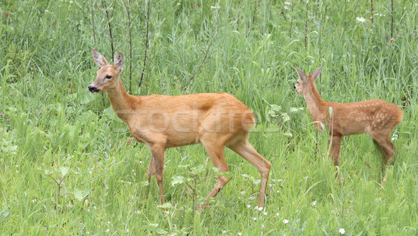 roe deer doe and fawn in the grass Stock photo © taviphoto