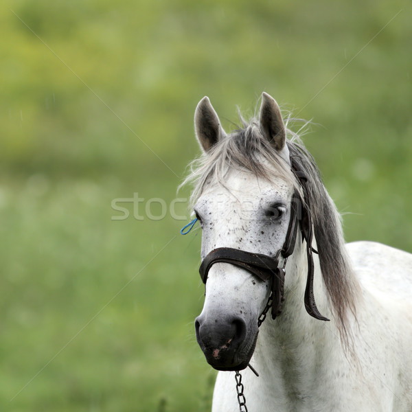 portrait of a horse Stock photo © taviphoto