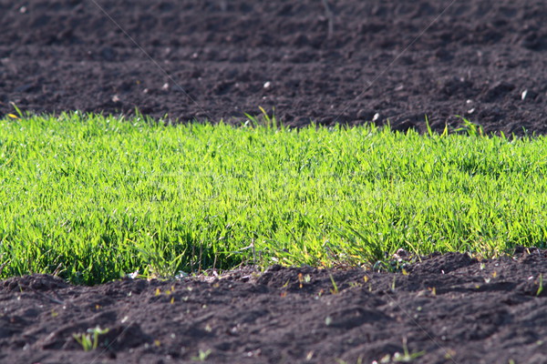 Ackerland Bild grünen Gras pflügen Land Frühling Stock foto © taviphoto