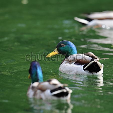 Twee zwemmen wateroppervlak natuur schoonheid Stockfoto © taviphoto