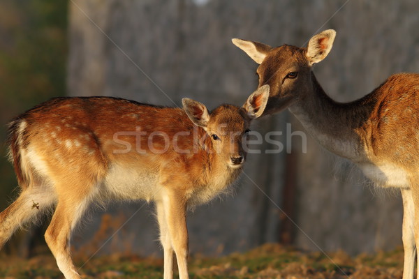 fallow deer calf with hind Stock photo © taviphoto