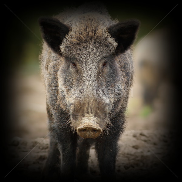 wild boar portrait with vignette Stock photo © taviphoto