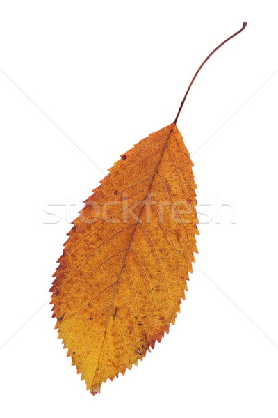 faded isolated cherry autumn leaf Stock photo © taviphoto