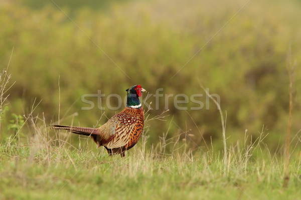 phasianus colchicus rooster on lawn Stock photo © taviphoto
