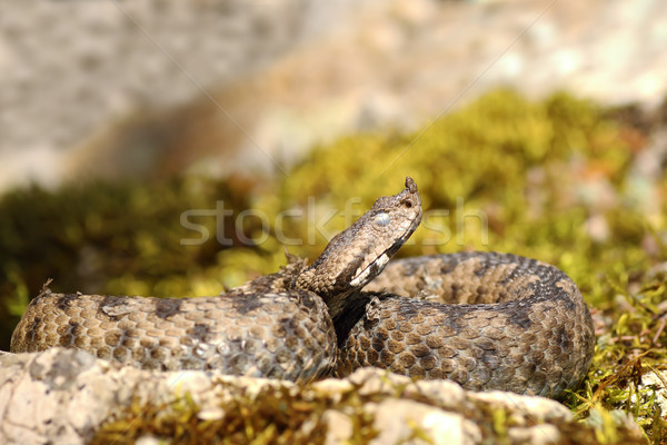 close up of nose horned viper Stock photo © taviphoto