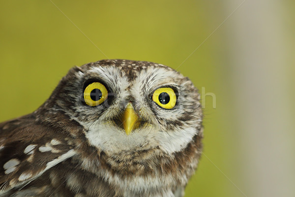 closeup of beautiful Athene noctua Stock photo © taviphoto