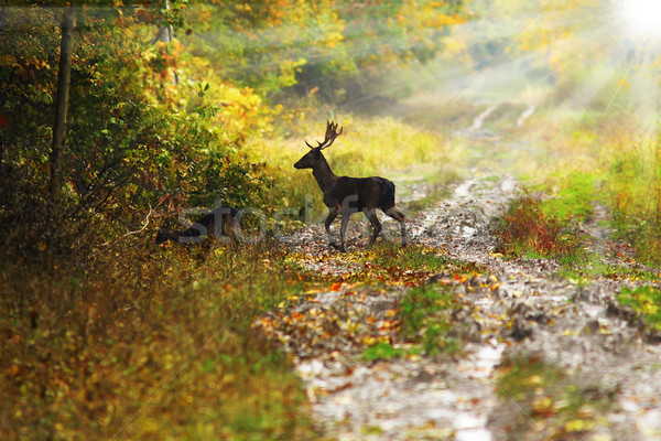 fallow deer buck in beautiful dawn light Stock photo © taviphoto