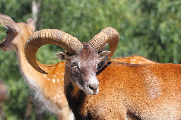 mouflon ram in summer Stock photo © taviphoto