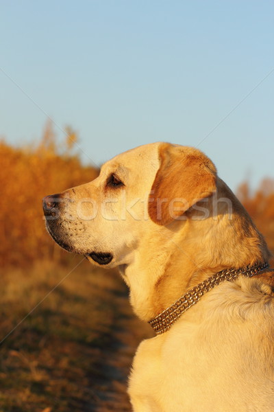 dog profile Stock photo © taviphoto