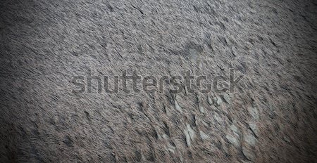 roe deer textured pelt Stock photo © taviphoto