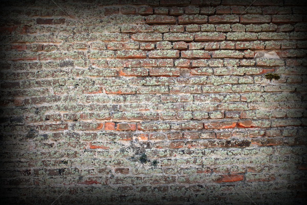 moss on old brick wall Stock photo © taviphoto