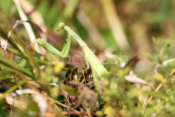 closeup of Mantis religiosa Stock photo © taviphoto
