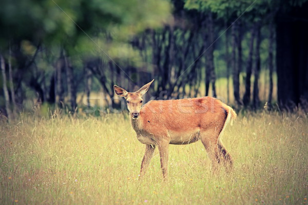 red deer doe in the forest Stock photo © taviphoto
