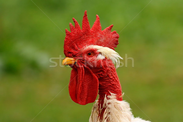 rooster portrait on green background Stock photo © taviphoto