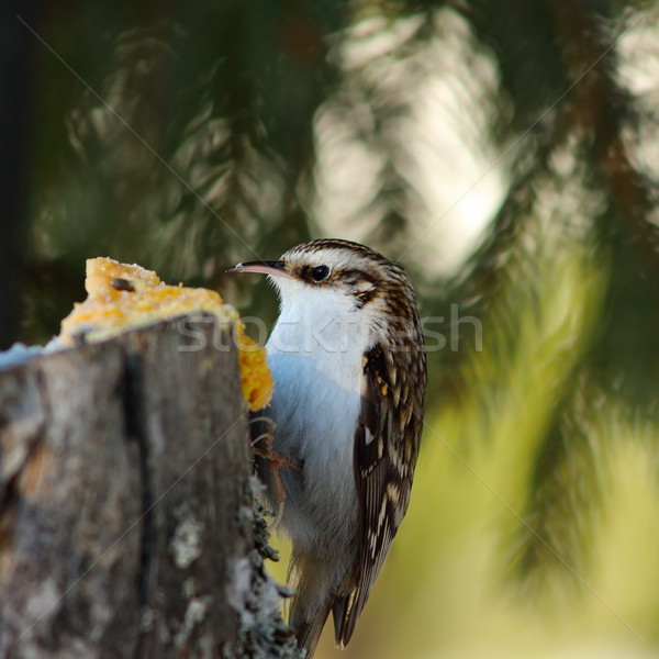 eurasian treecreeper on stump Stock photo © taviphoto