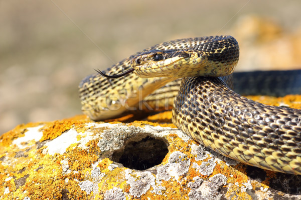 blotched snake ready to attack Stock photo © taviphoto
