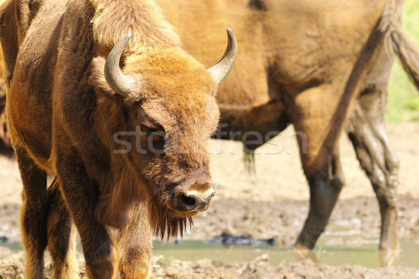 ヨーロッパの バイソン 森林 牛 頭 ストックフォト © taviphoto