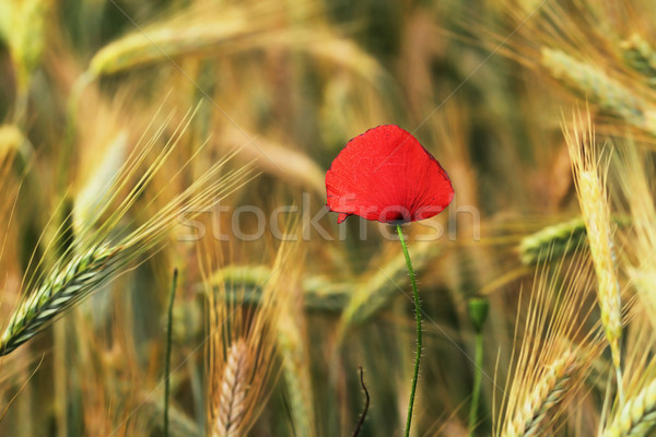 Színes vad pipacs növekvő búzamező természet Stock fotó © taviphoto