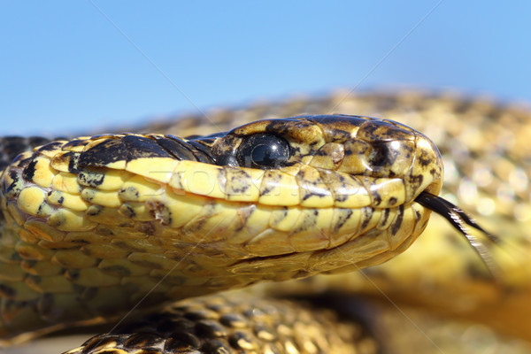 macro portrait of blotched snake Stock photo © taviphoto