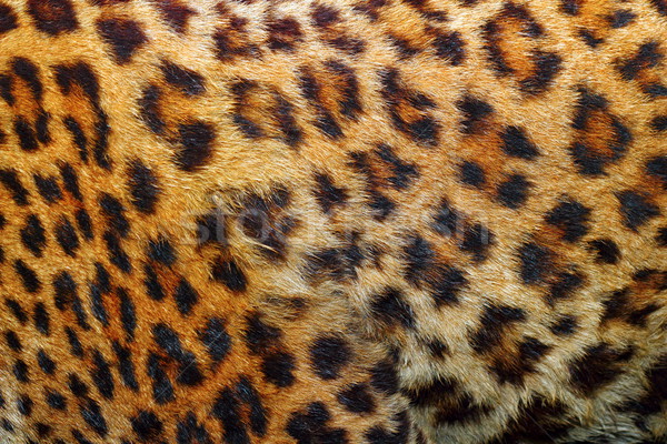 detail of leopard fur Stock photo © taviphoto