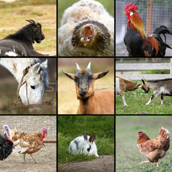 many farm animals together Stock photo © taviphoto