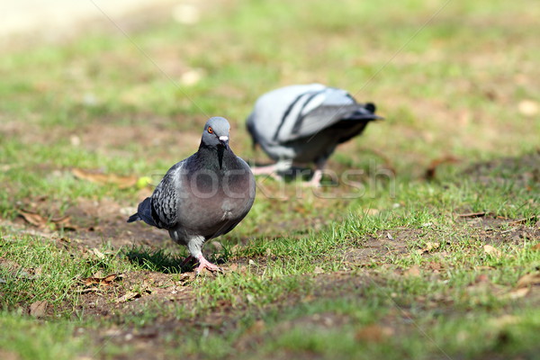 мужчины голубь глядя мат парка ходьбе Сток-фото © taviphoto